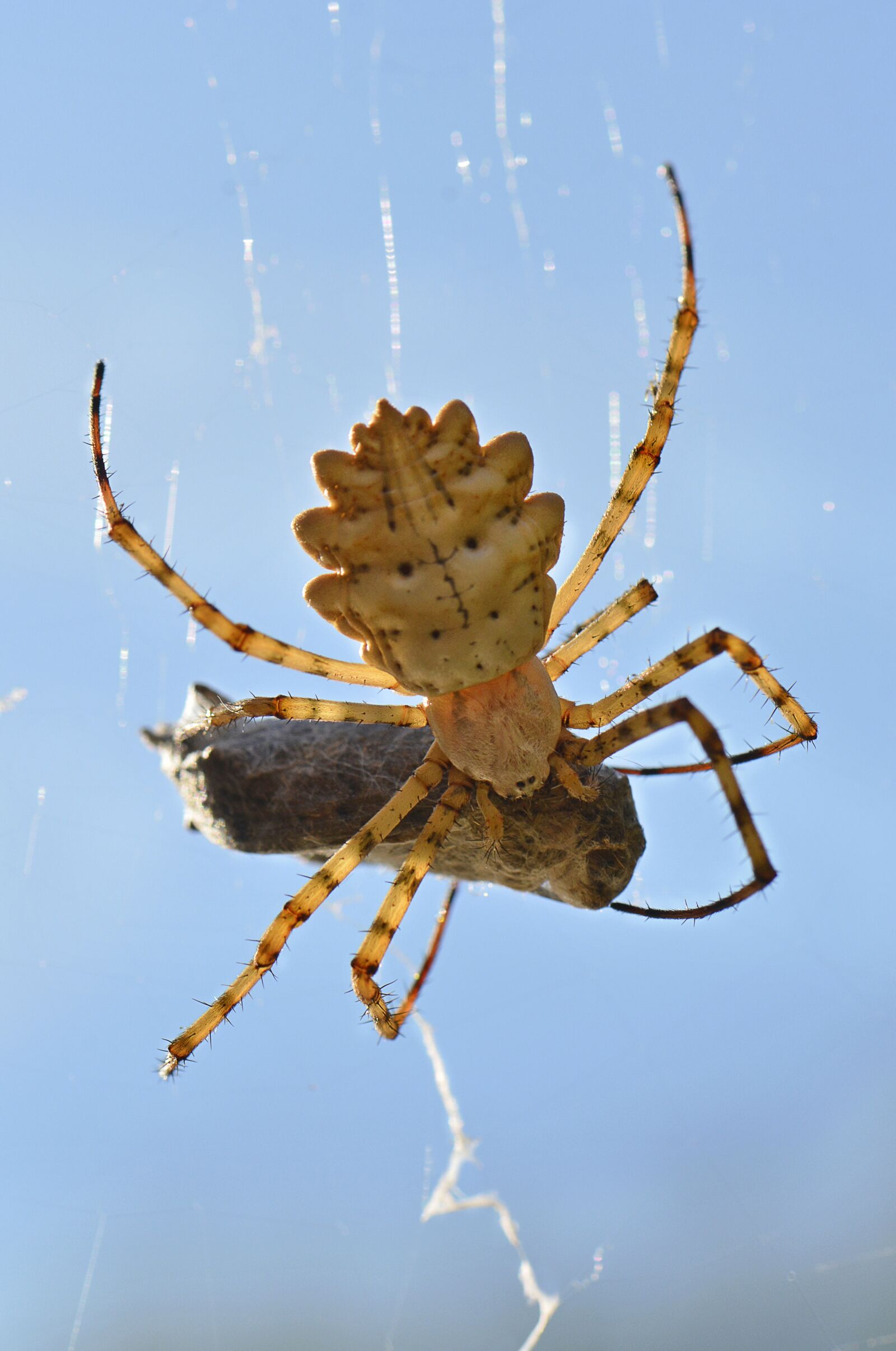 Nikon D7100 sample photo. Meal of the spider photography