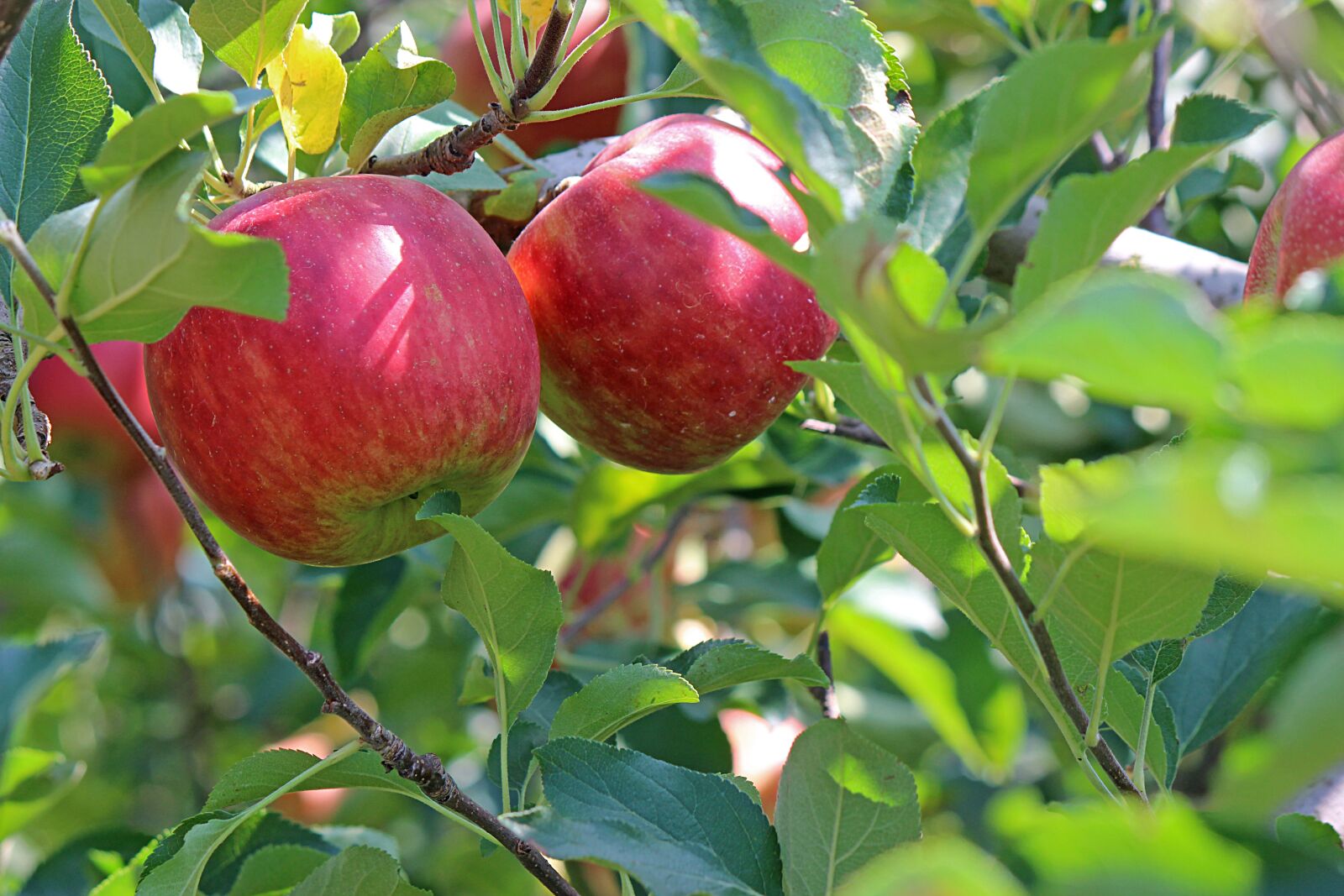 Canon EOS 600D (Rebel EOS T3i / EOS Kiss X5) + Canon EF-S 55-250mm F4-5.6 IS II sample photo. Apple, ripe, red photography