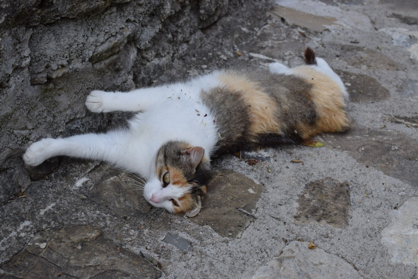 Nikon D3300 sample photo. Cat, animal, pet photography