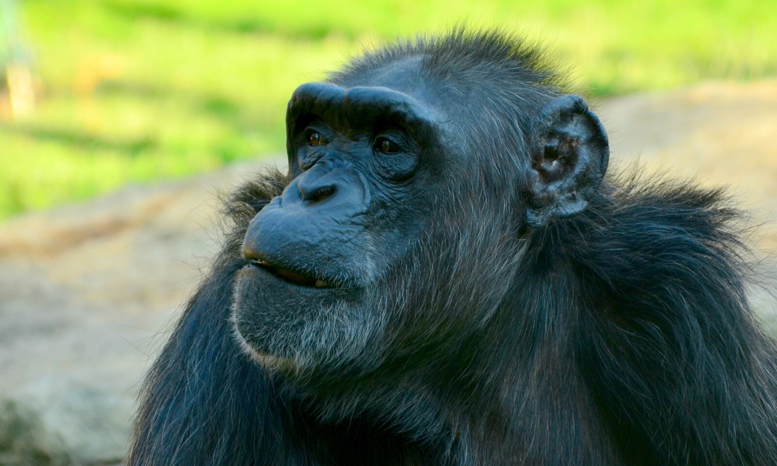 Nikon D5100 sample photo. Comic, chimpansee, closeup photography