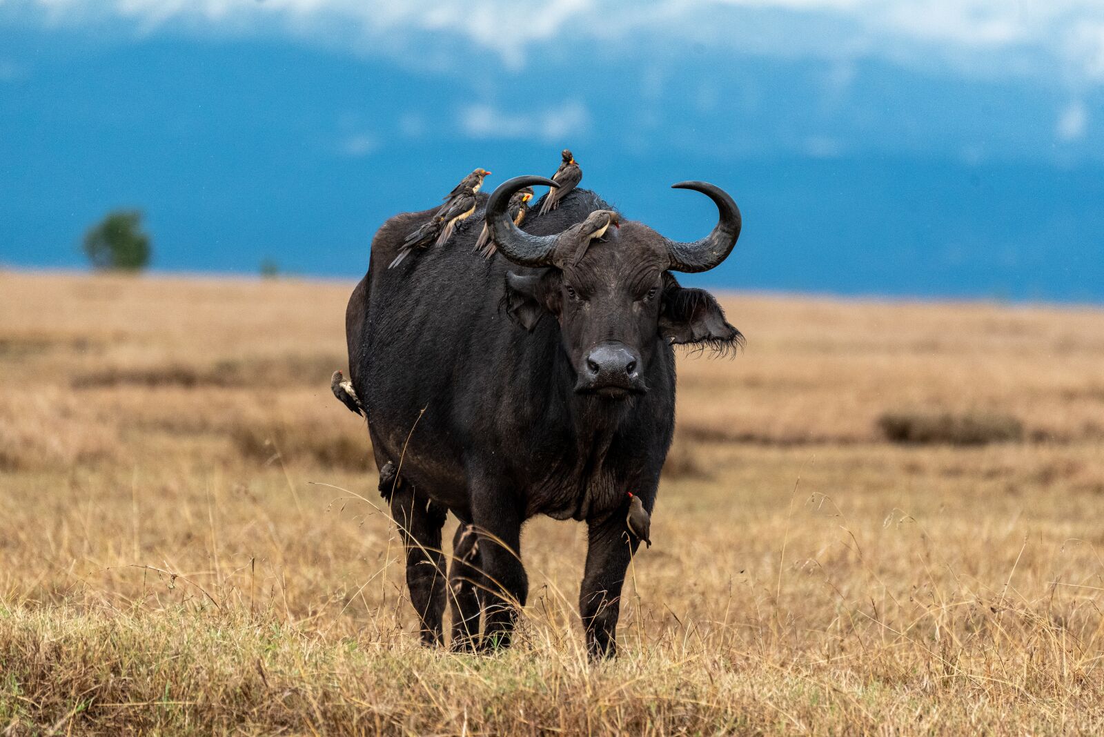 Nikon D750 sample photo. Buffalo, samburu, africa photography