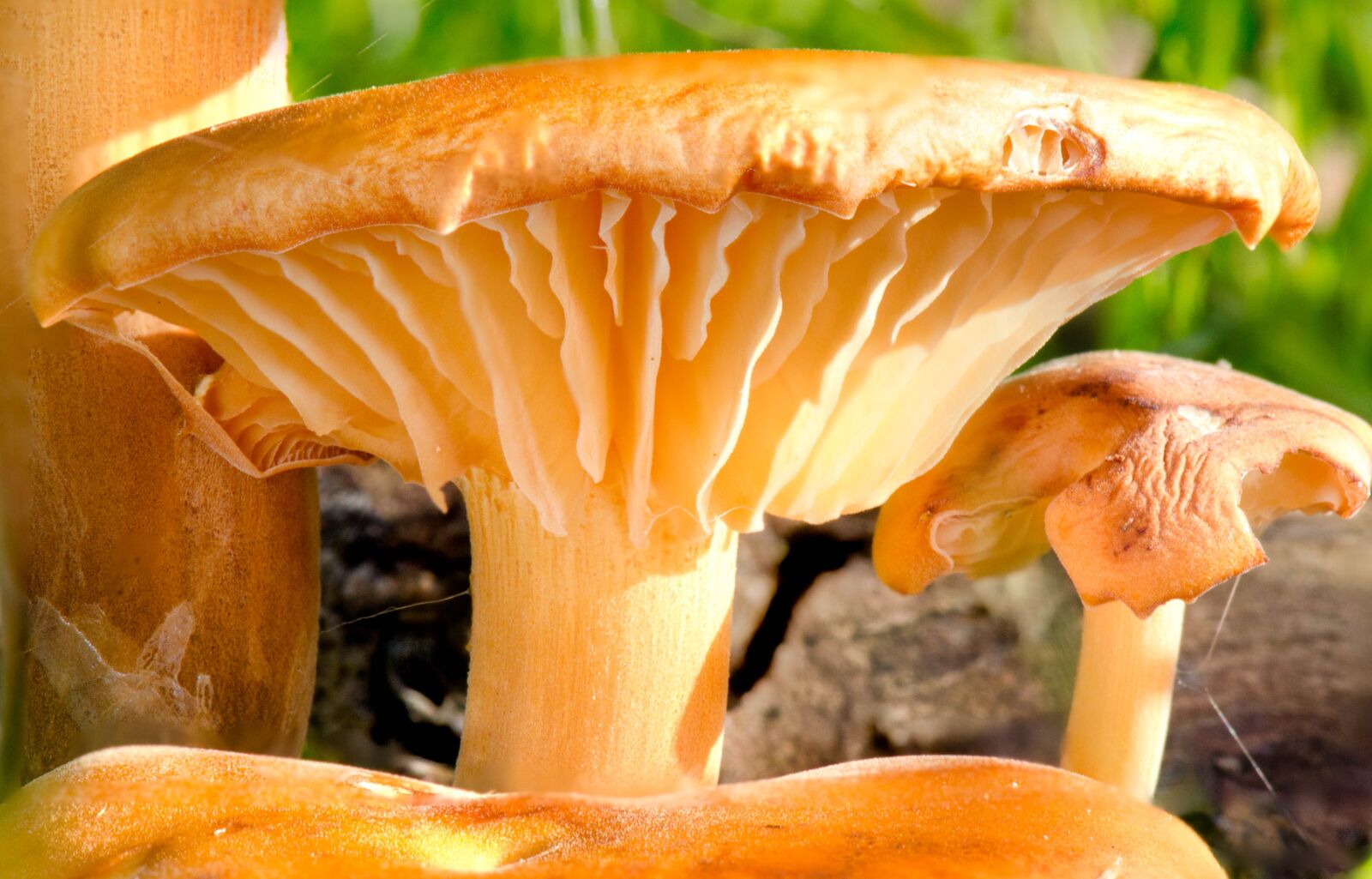 Nikon D7000 sample photo. Mushroom, toadstool, forest photography