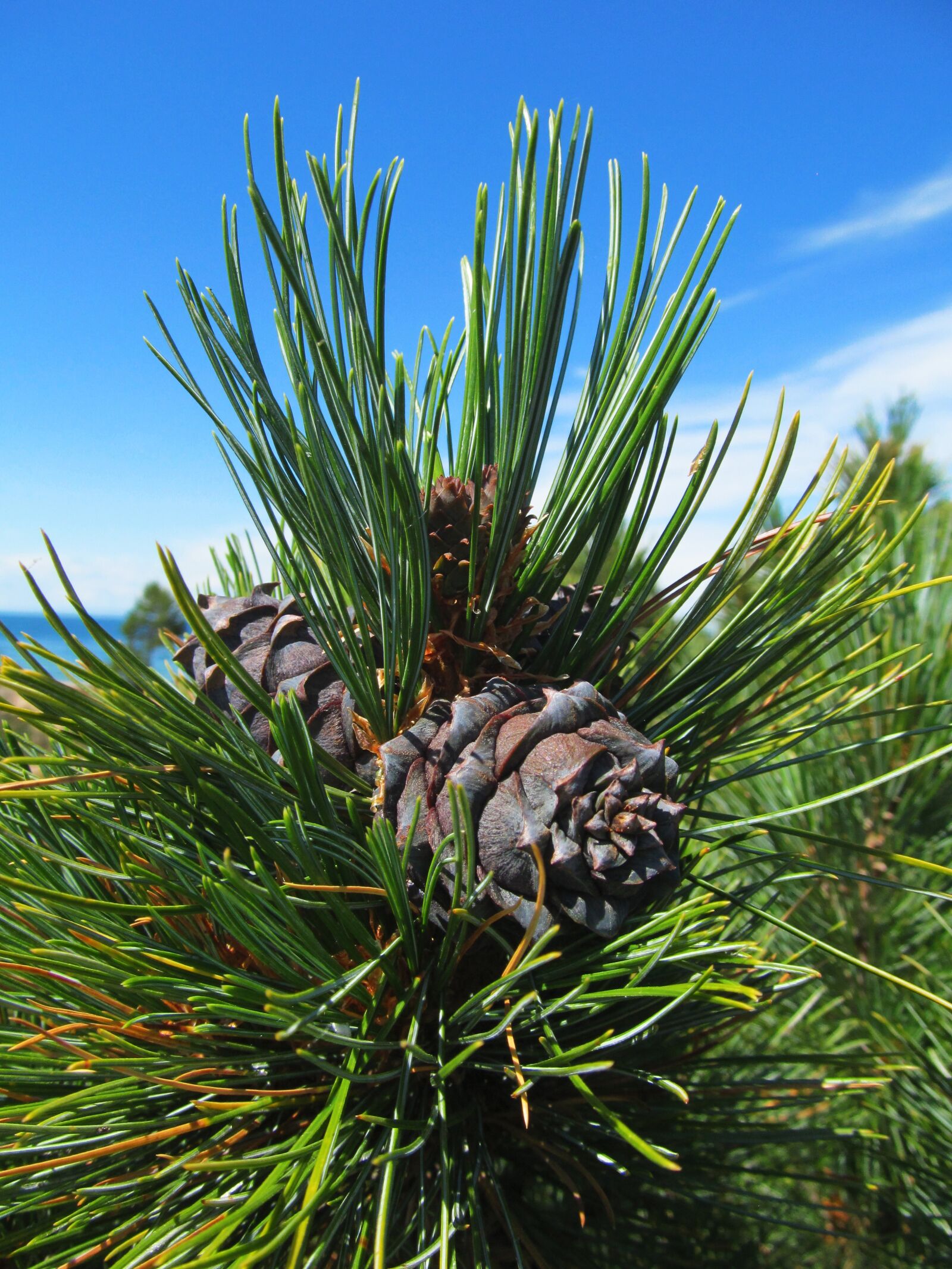 Canon PowerShot SX150 IS sample photo. Cedar, conifer, nature photography