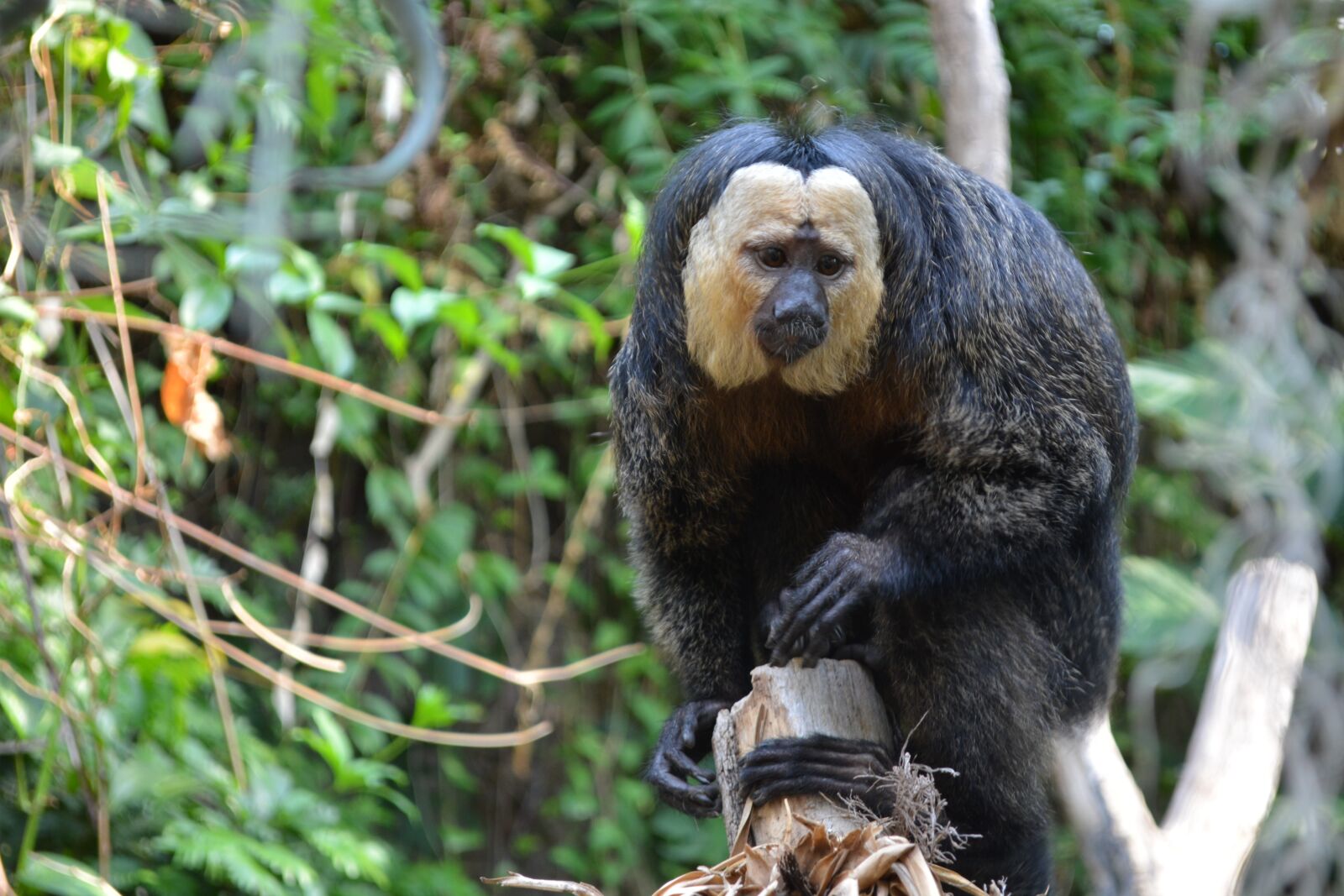 Nikon D5200 sample photo. Monkey, nature, funny photography