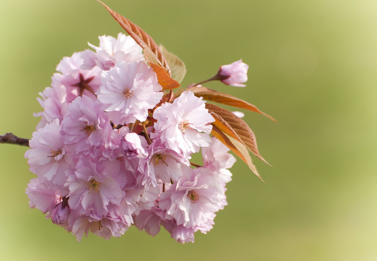 Nikon D80 sample photo. Japanese cherry tree, blossom photography