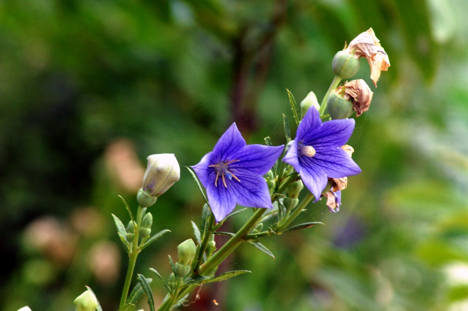 Nikon D2Xs sample photo. Bellflower flower, behold, see photography