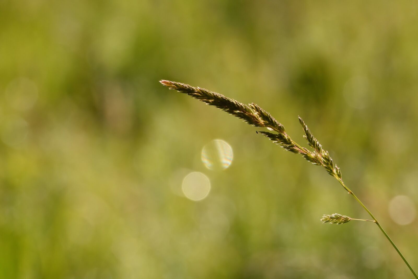 Nikon D7100 sample photo. Nature, weeds, grass photography