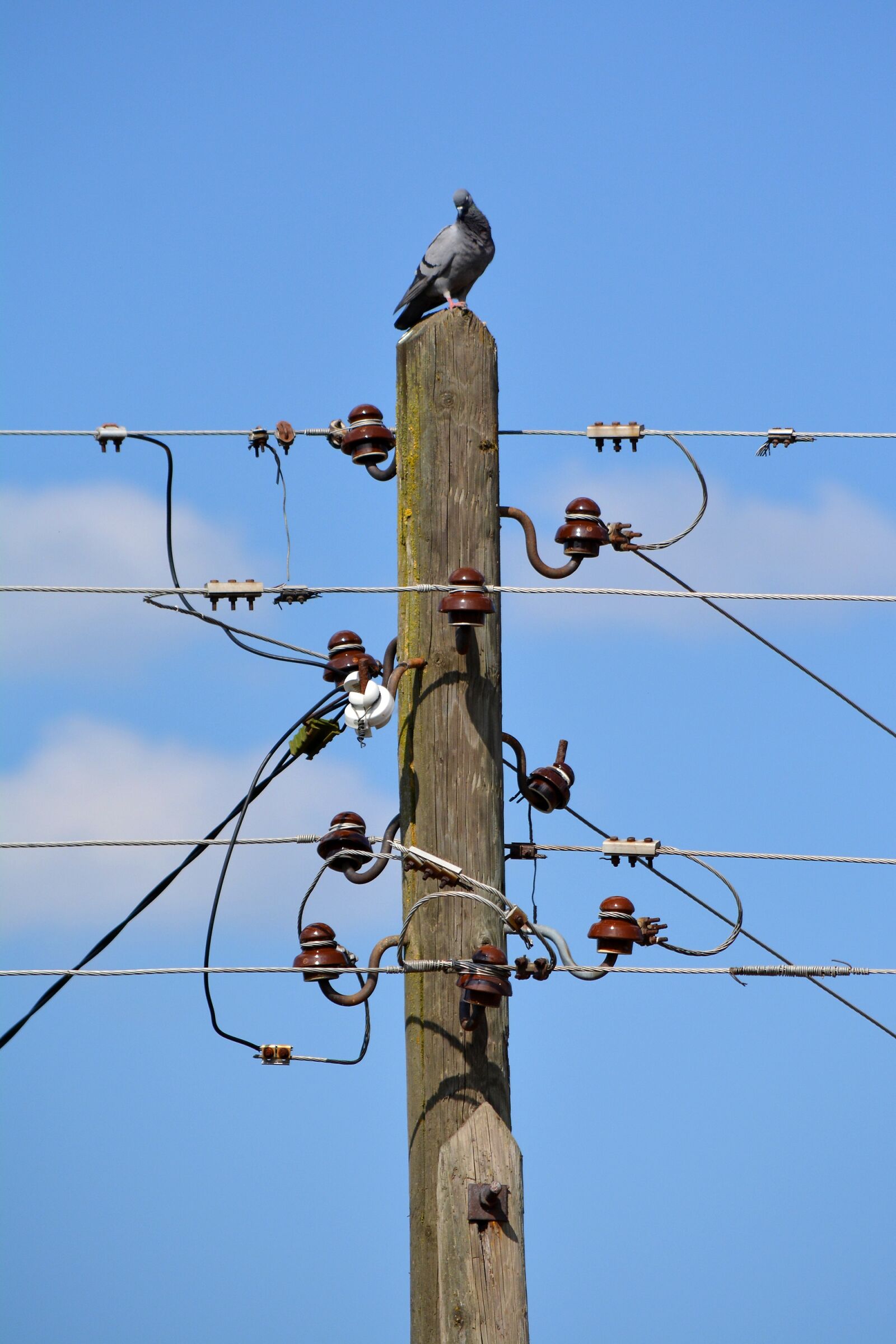 Nikon D5200 sample photo. Pigeon, telephone, wire photography