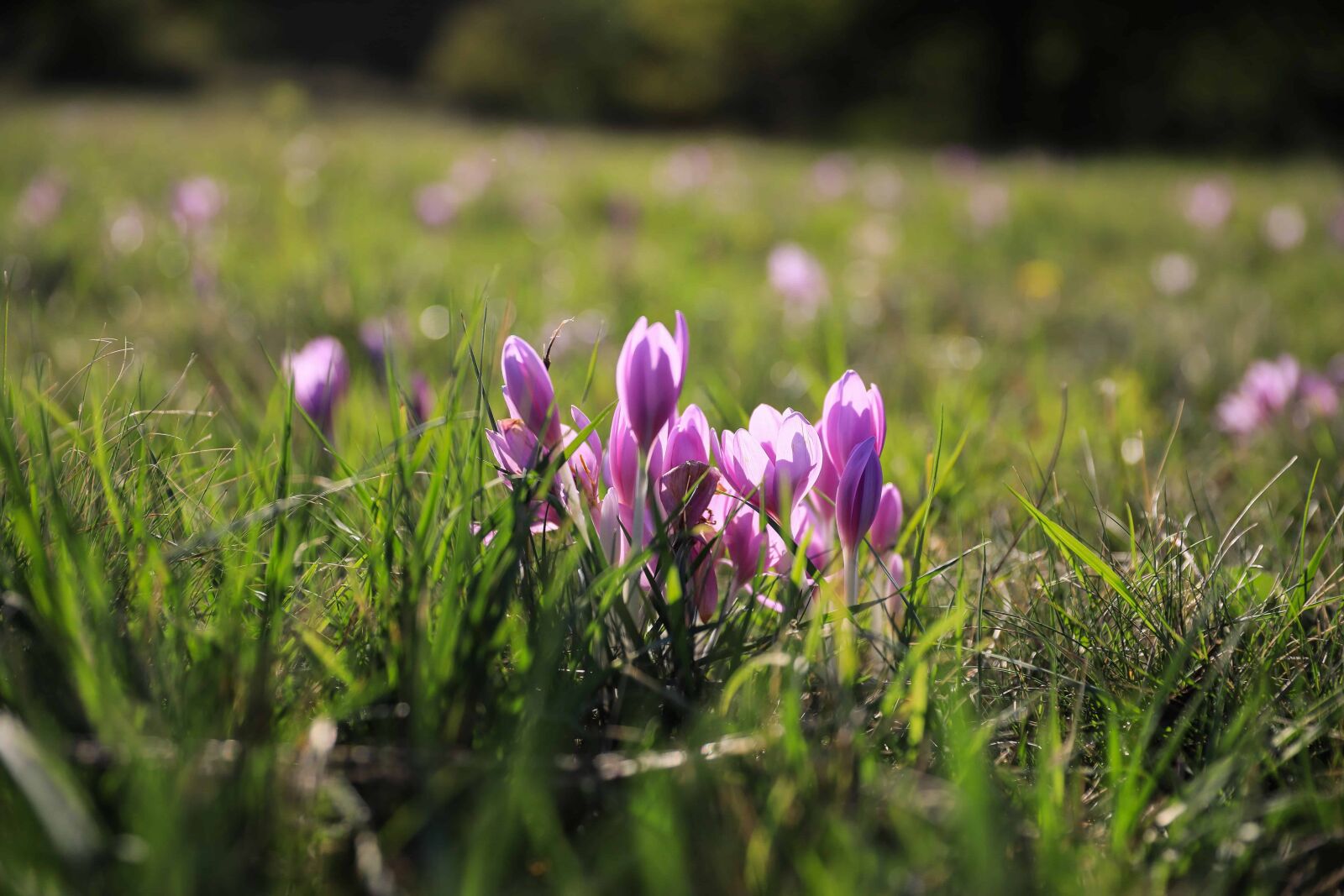 Canon EOS 5D Mark IV sample photo. Flora, green grass, wildflower photography