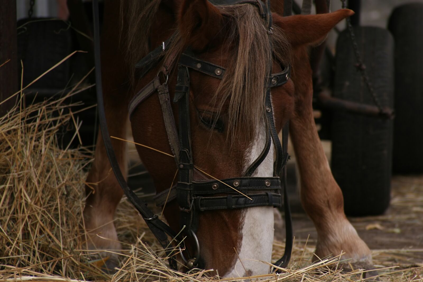 Canon EOS 30D sample photo. Horse, hay, eating photography