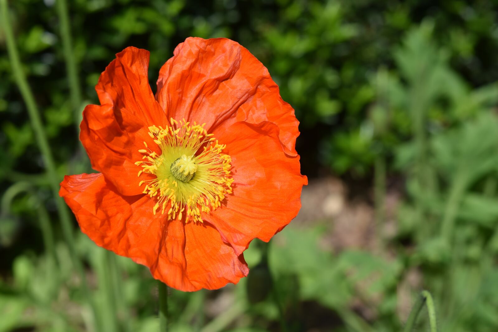 Nikon D5600 sample photo. Flower, poppy flower, stamens photography