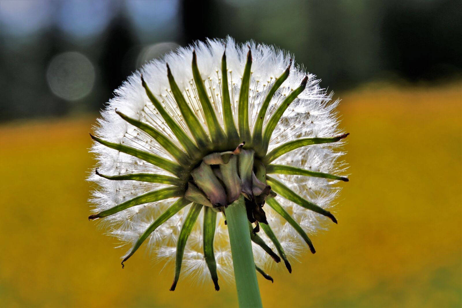 Canon EOS 80D sample photo. Dandelion, spring, nature photography
