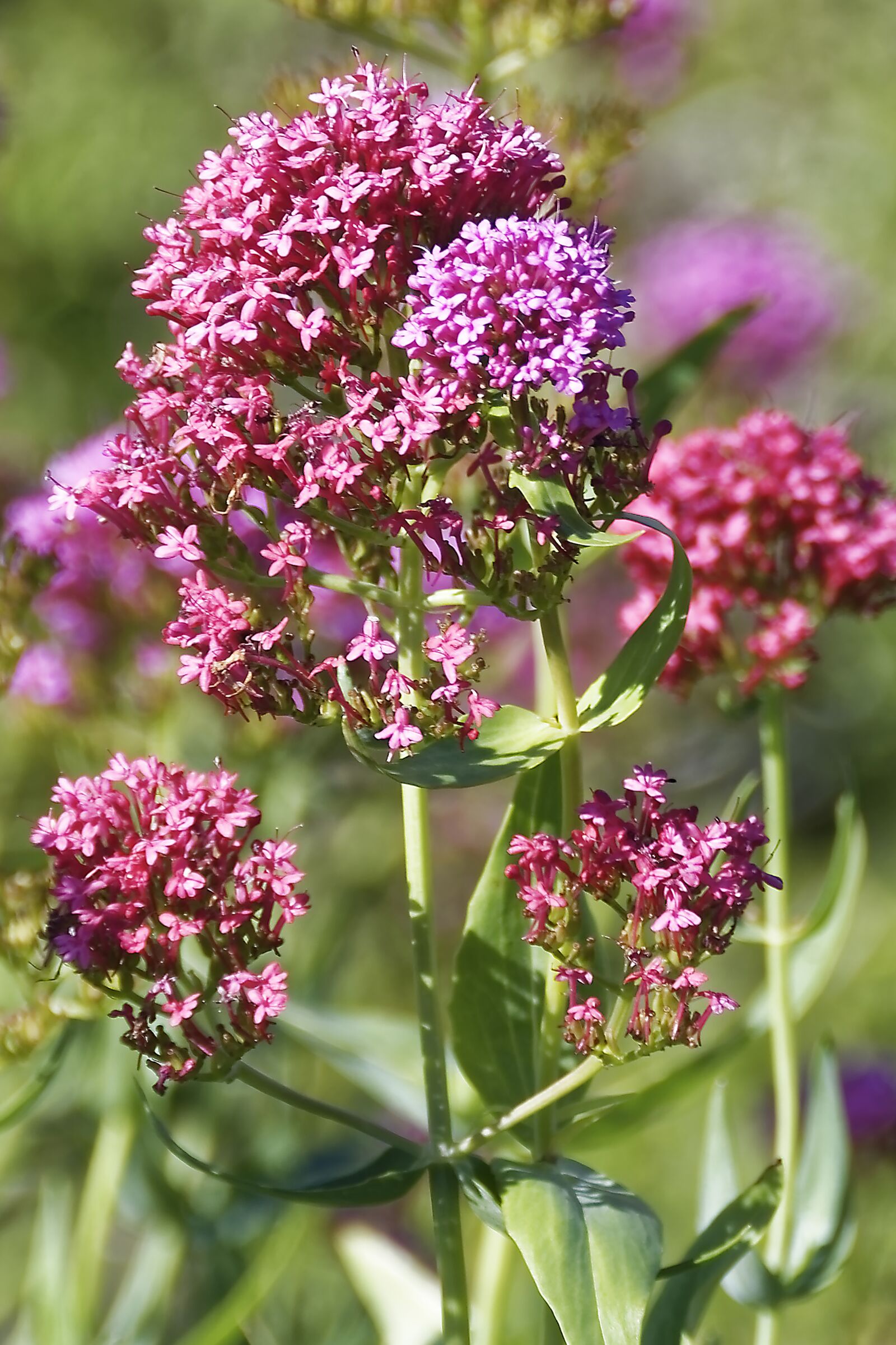 Nikon D500 sample photo. Flowers, plant, nature photography