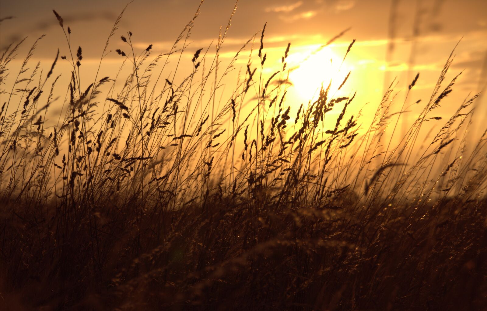 Canon EOS 600D (Rebel EOS T3i / EOS Kiss X5) sample photo. Sun, evening, sunset photography