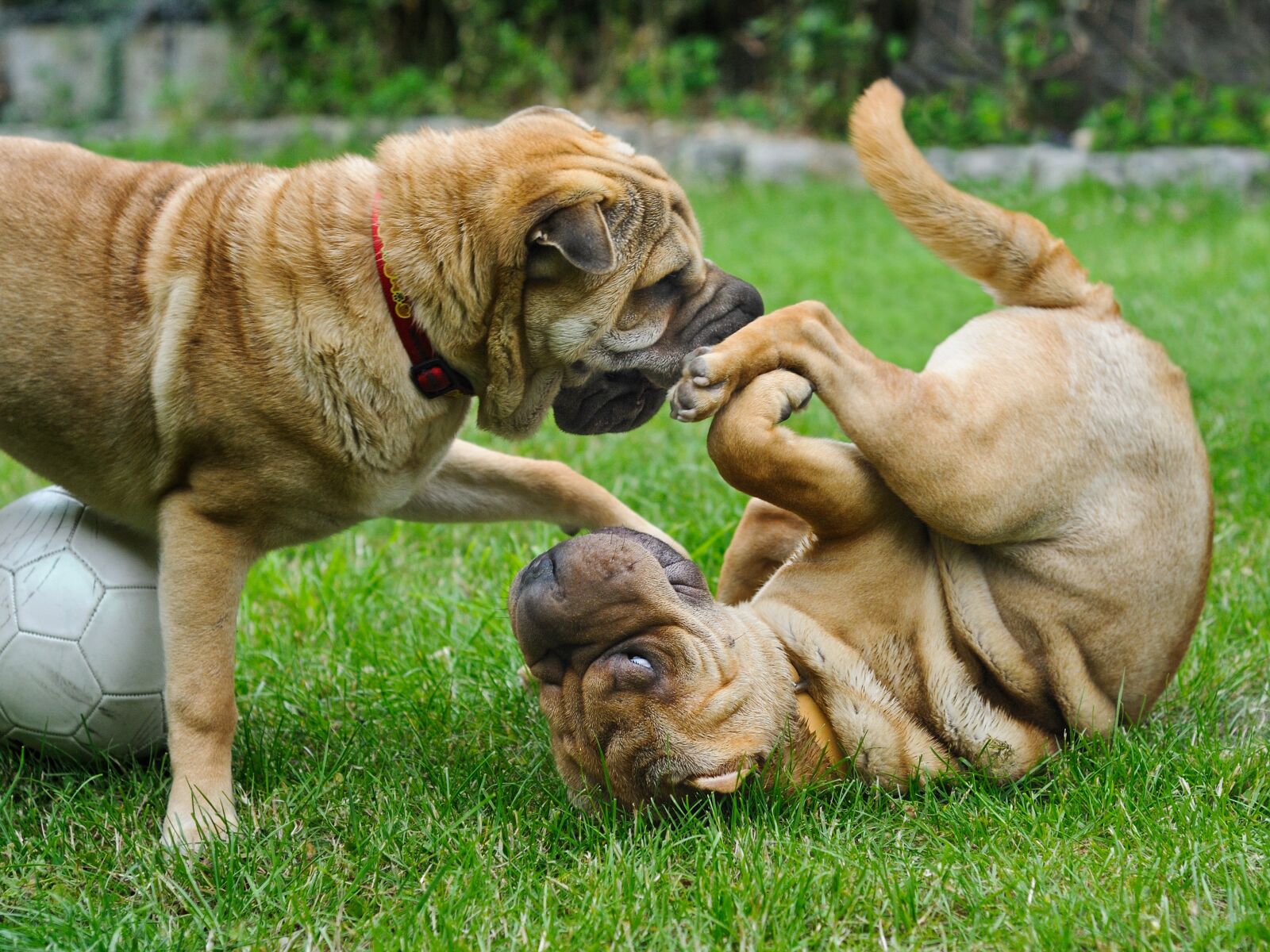 Nikon D300 sample photo. Dog, sharpei, play photography