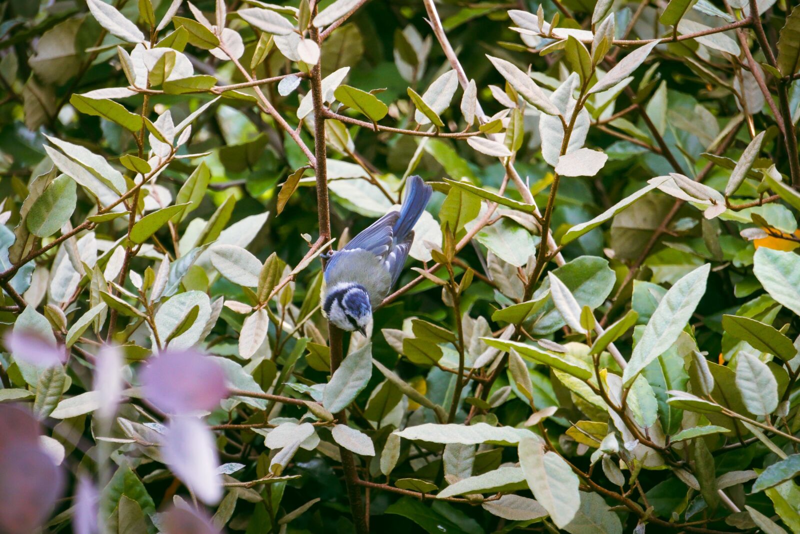 Sony E 55-210mm F4.5-6.3 OSS sample photo. Blue tit, tit, bird photography