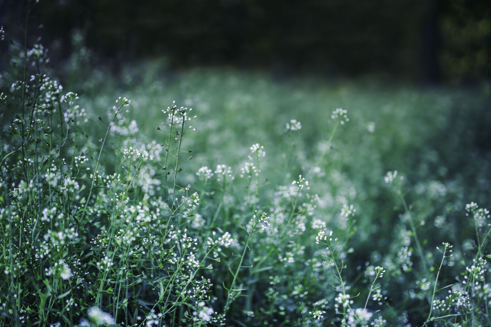 Canon EOS 6D + Sigma 35mm F1.4 DG HSM Art sample photo. Grassland photography