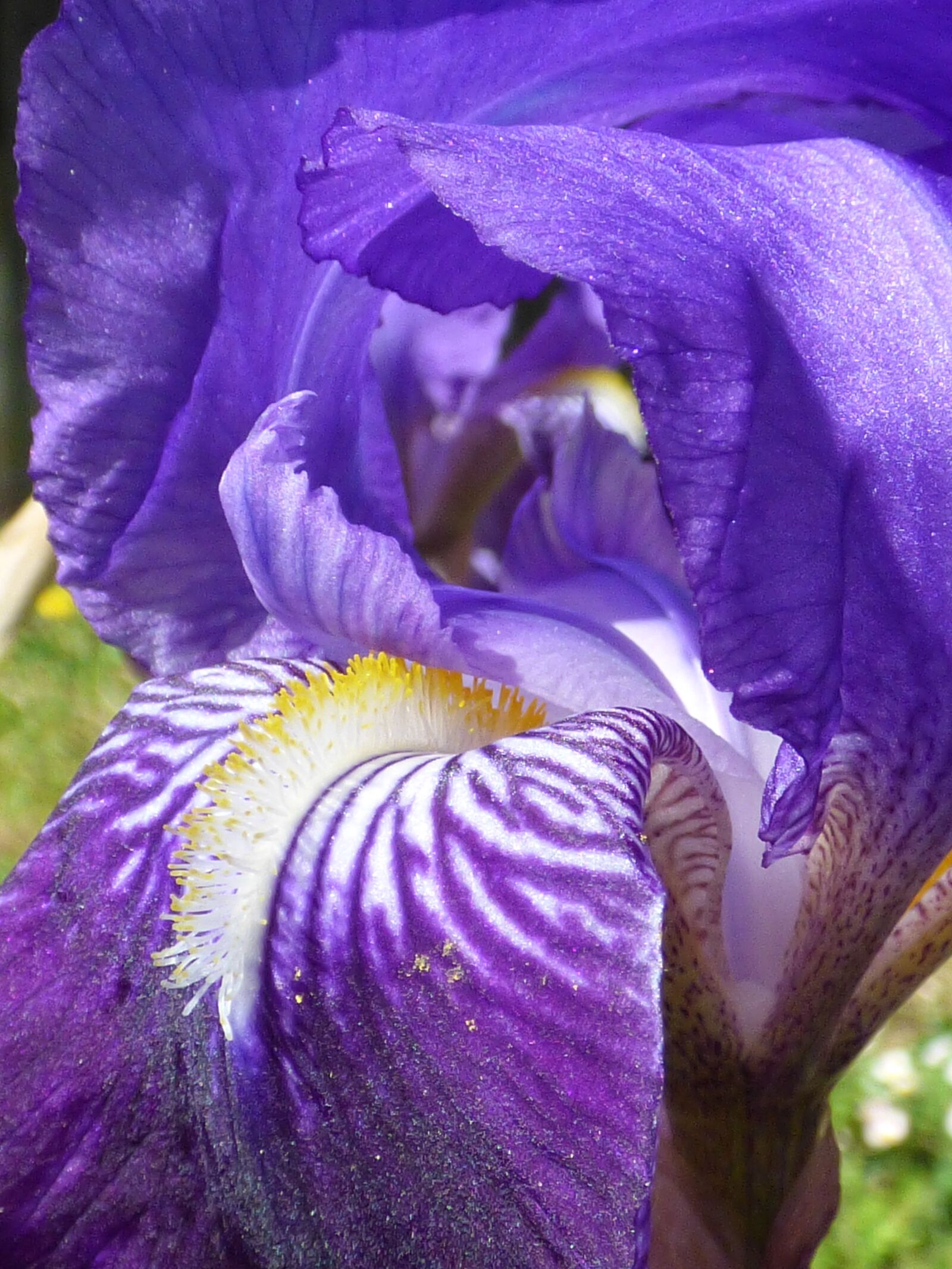 Panasonic DMC-FZ72 sample photo. Flower, violet, iris photography