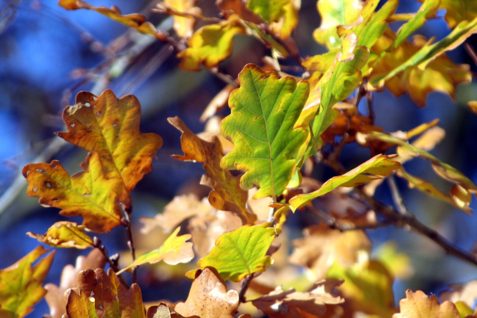 Canon EOS 350D (EOS Digital Rebel XT / EOS Kiss Digital N) sample photo. Leaves, fall, yellow photography