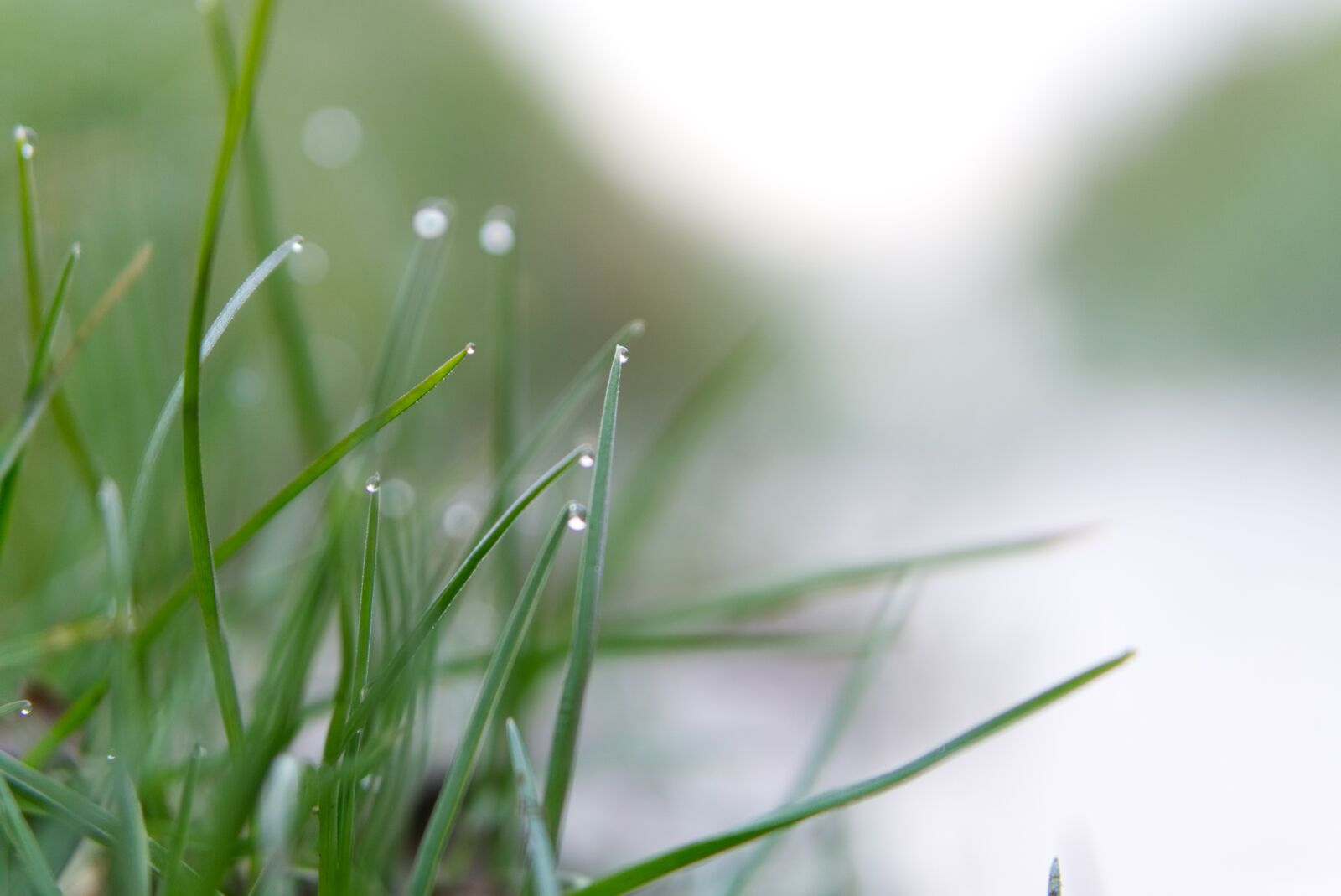 E 50mm F1.8 OSS sample photo. Grass, pearl, dew photography