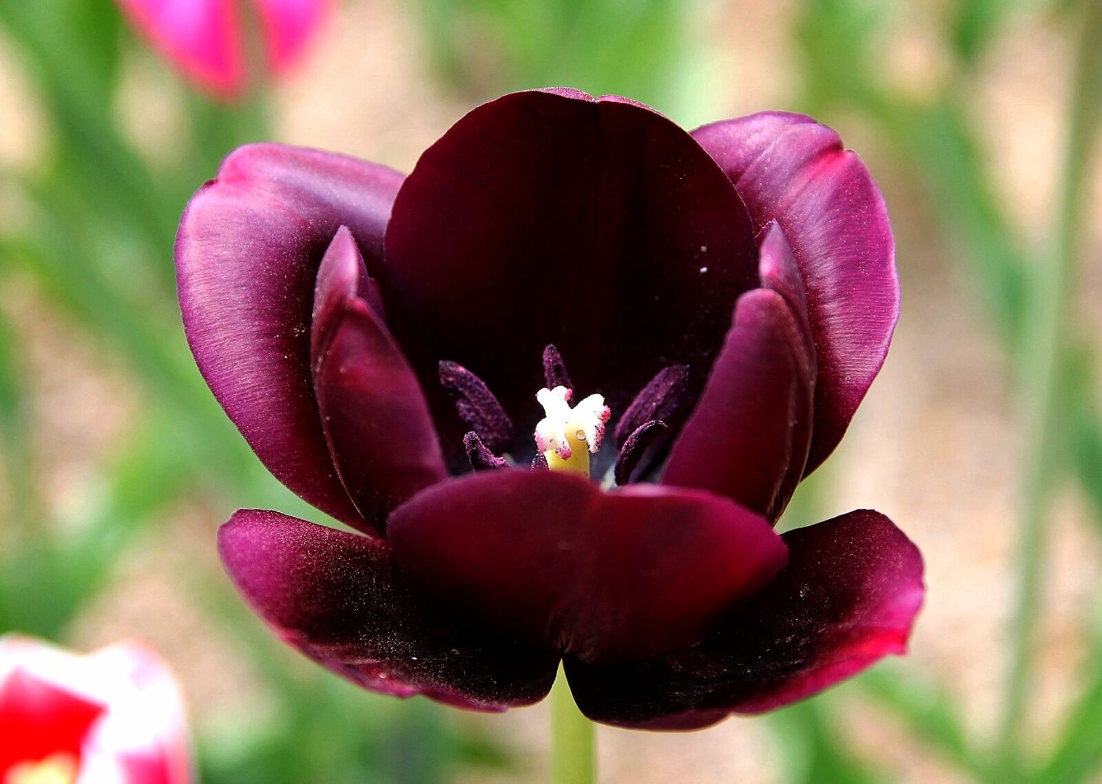 Canon EOS 60D sample photo. Churros script, flowers, purple photography