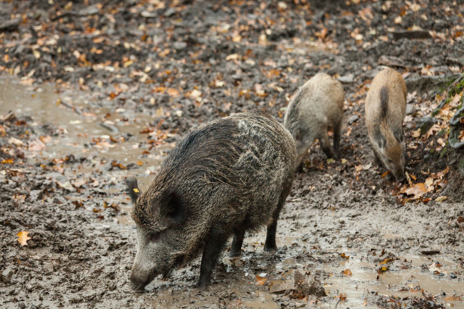 Canon EOS 5D Mark II + Canon EF 70-200mm F4L IS USM sample photo. Boar, autumn, rooting photography