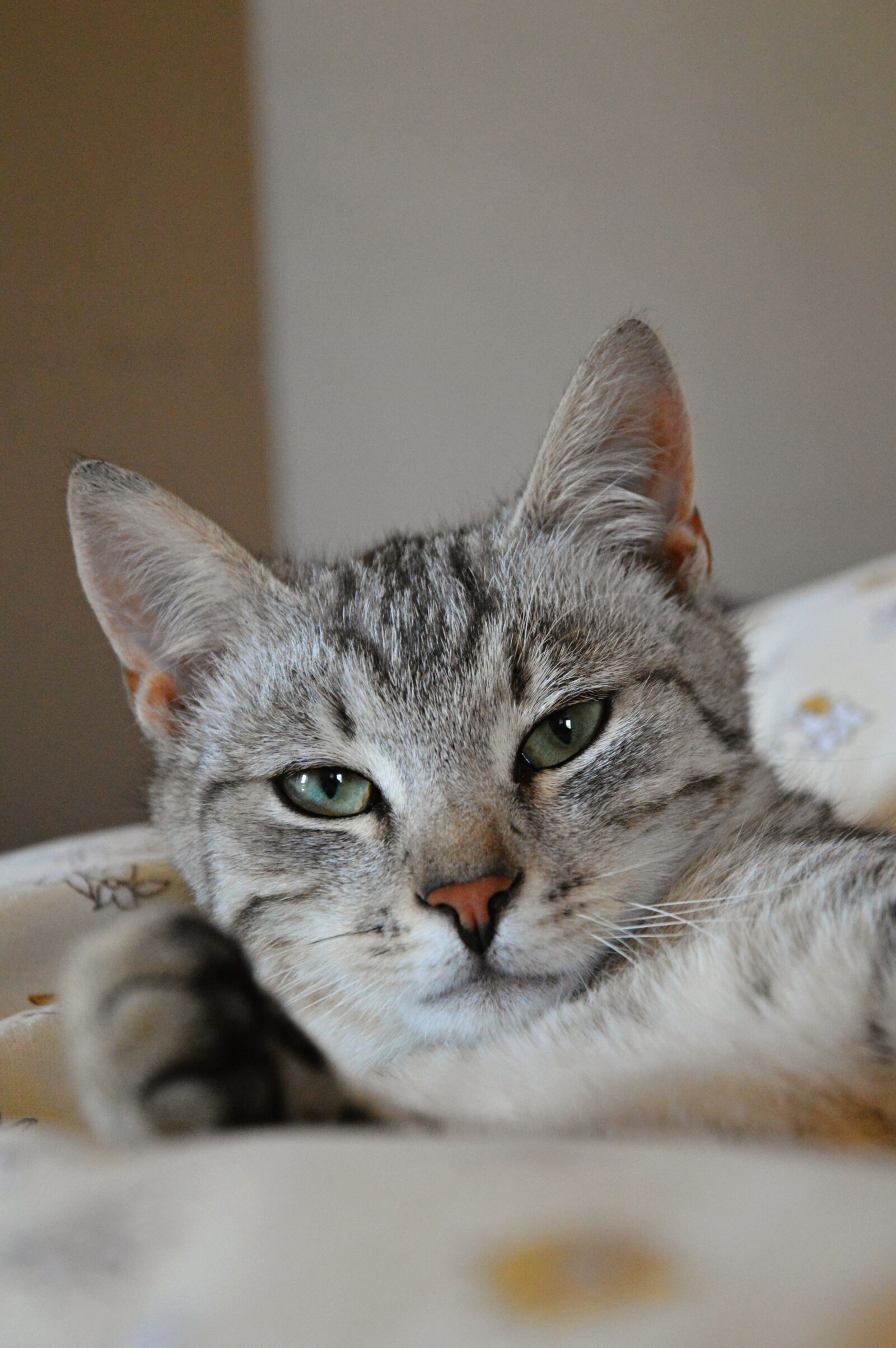 Nikon D3200 sample photo. Cat, tomcat, animal photography