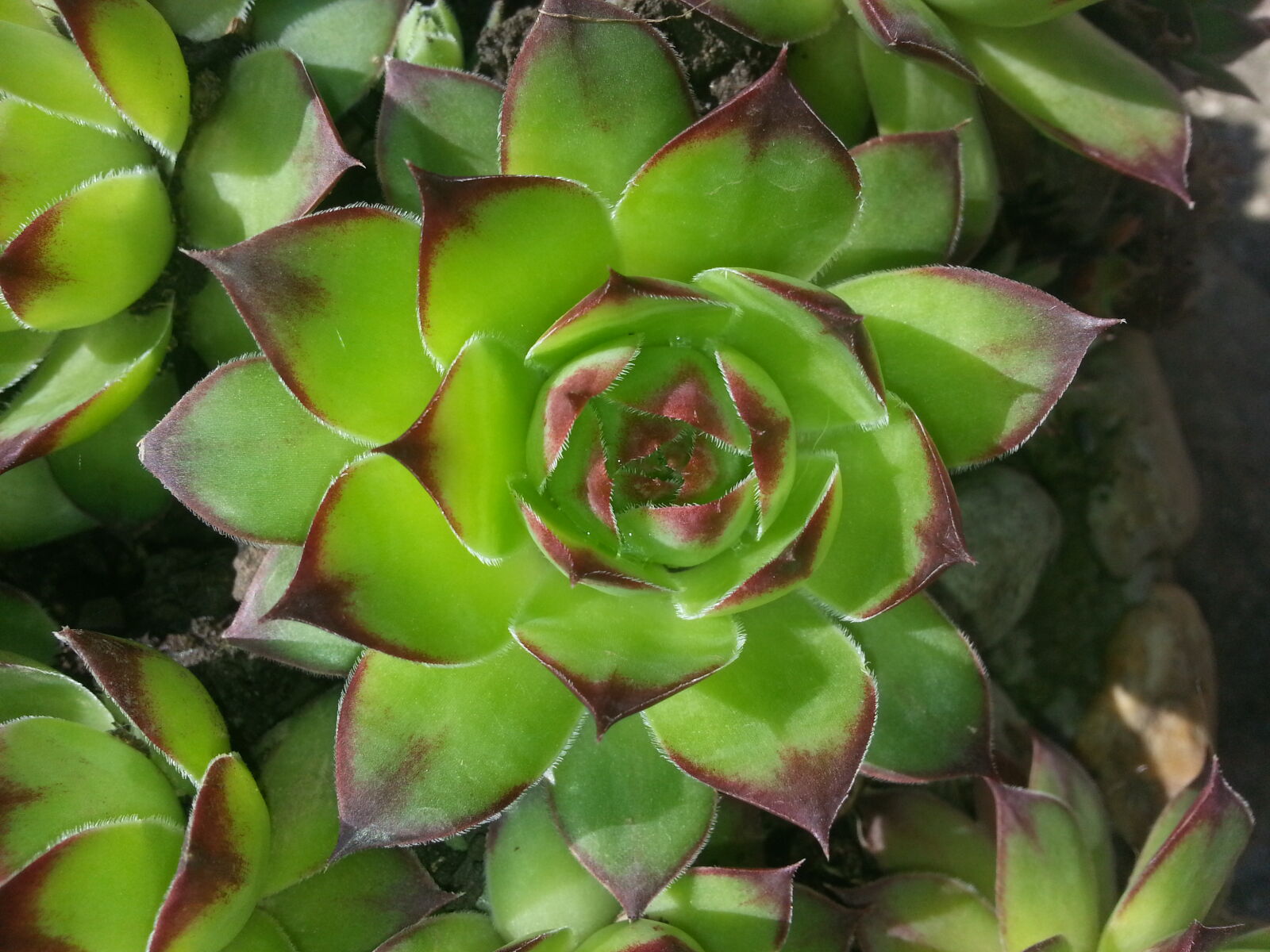 Samsung Galaxy Note2 sample photo. Flover, green, rock, rocks photography
