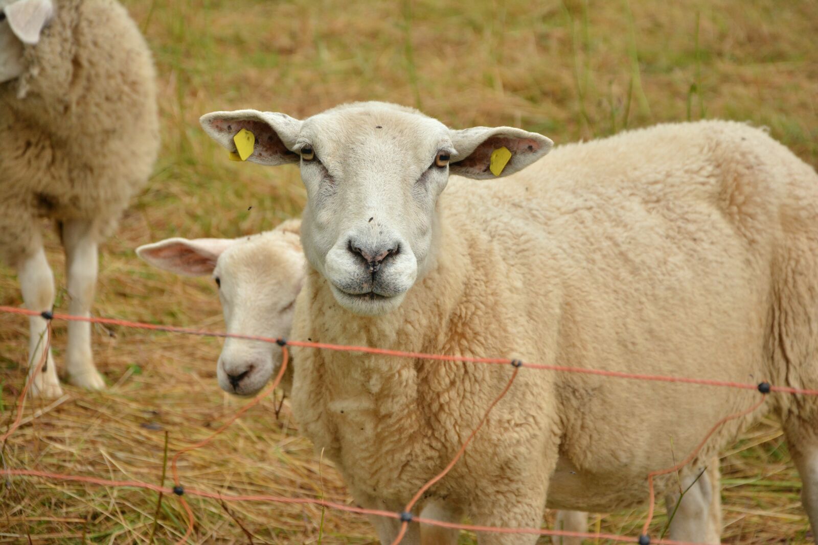 Nikon D5200 sample photo. Sheep, pasture, livestock photography