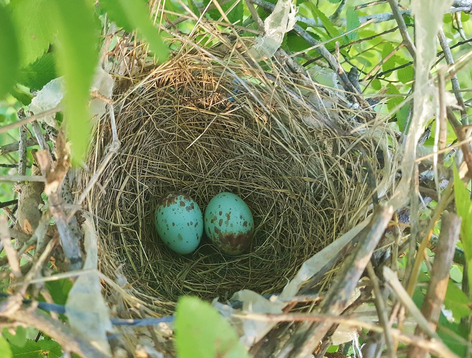 Samsung Galaxy Note5 sample photo. Nest egg, bird's nest photography