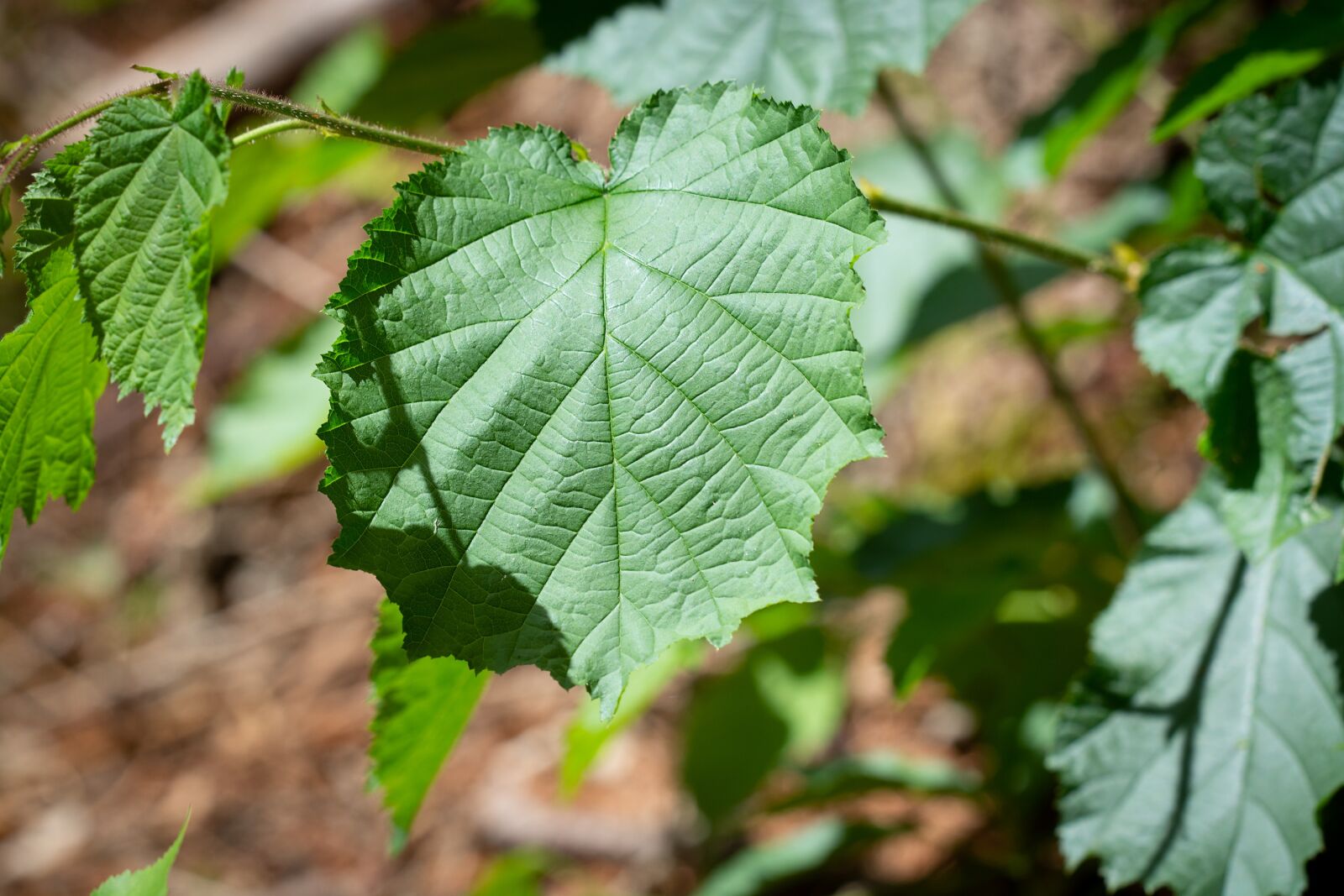 Nikon D7100 sample photo. Leaves, hazel, green photography