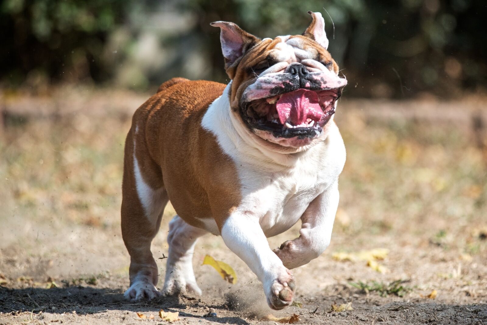 Nikon D750 sample photo. English bulldog, bullie, bully photography
