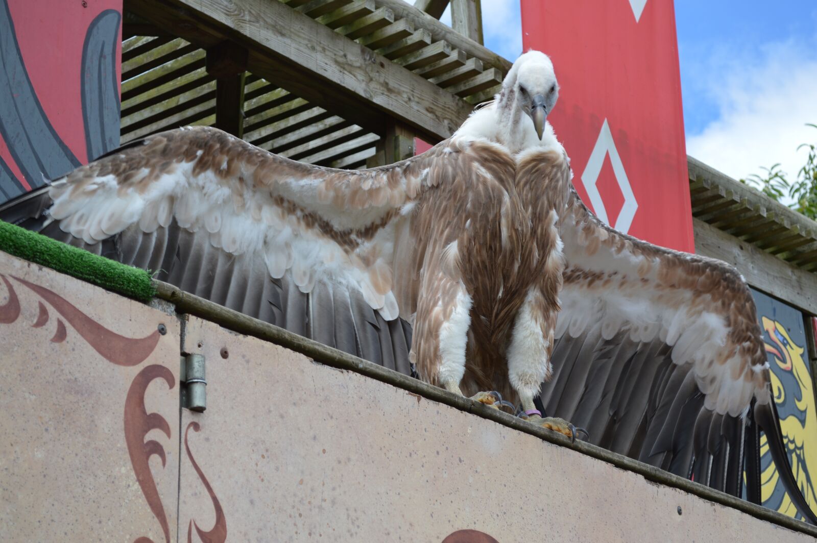Nikon D3200 sample photo. Vulture, bird, griffon vulture photography