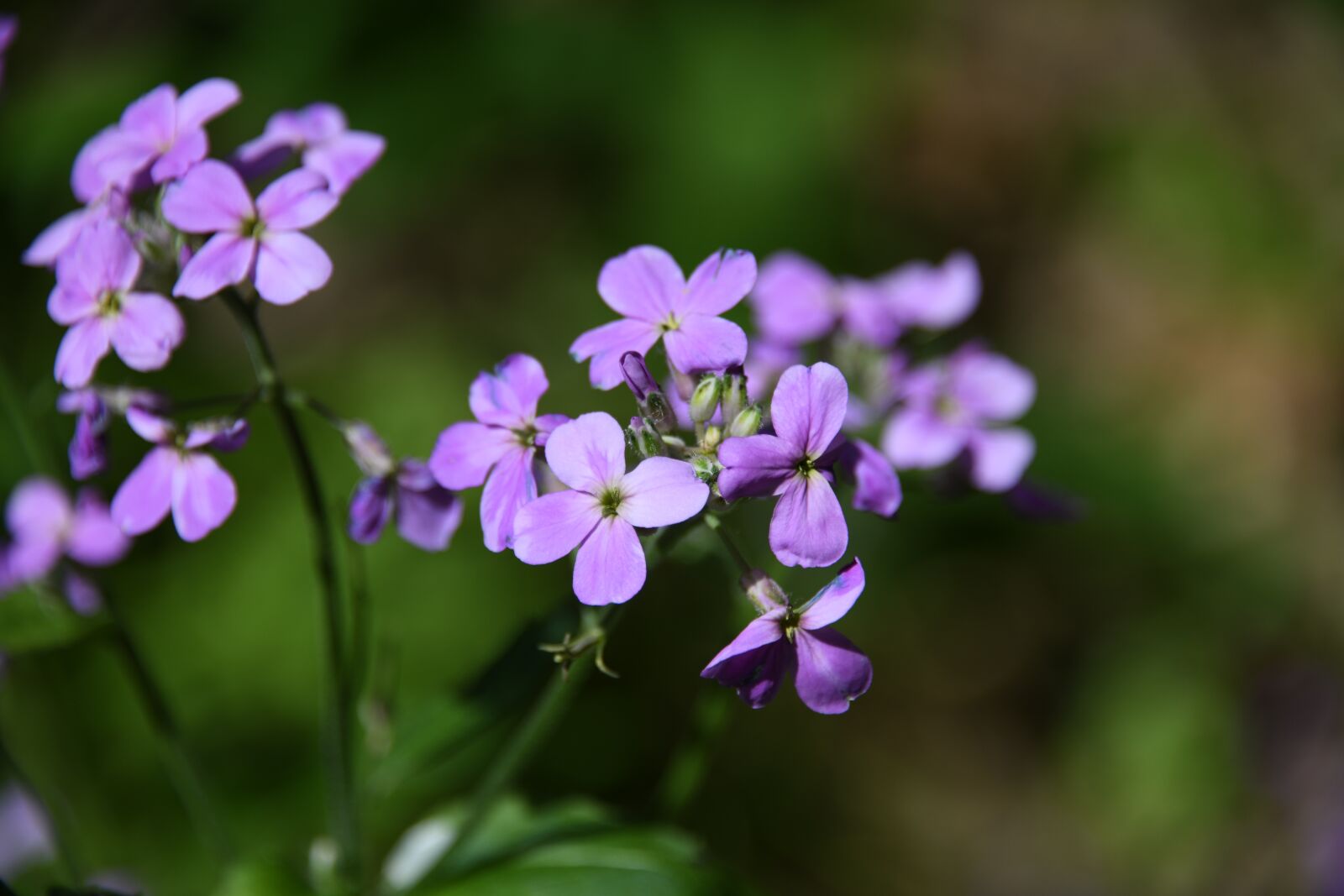 Nikon D850 sample photo. Phlox, flower, purple photography