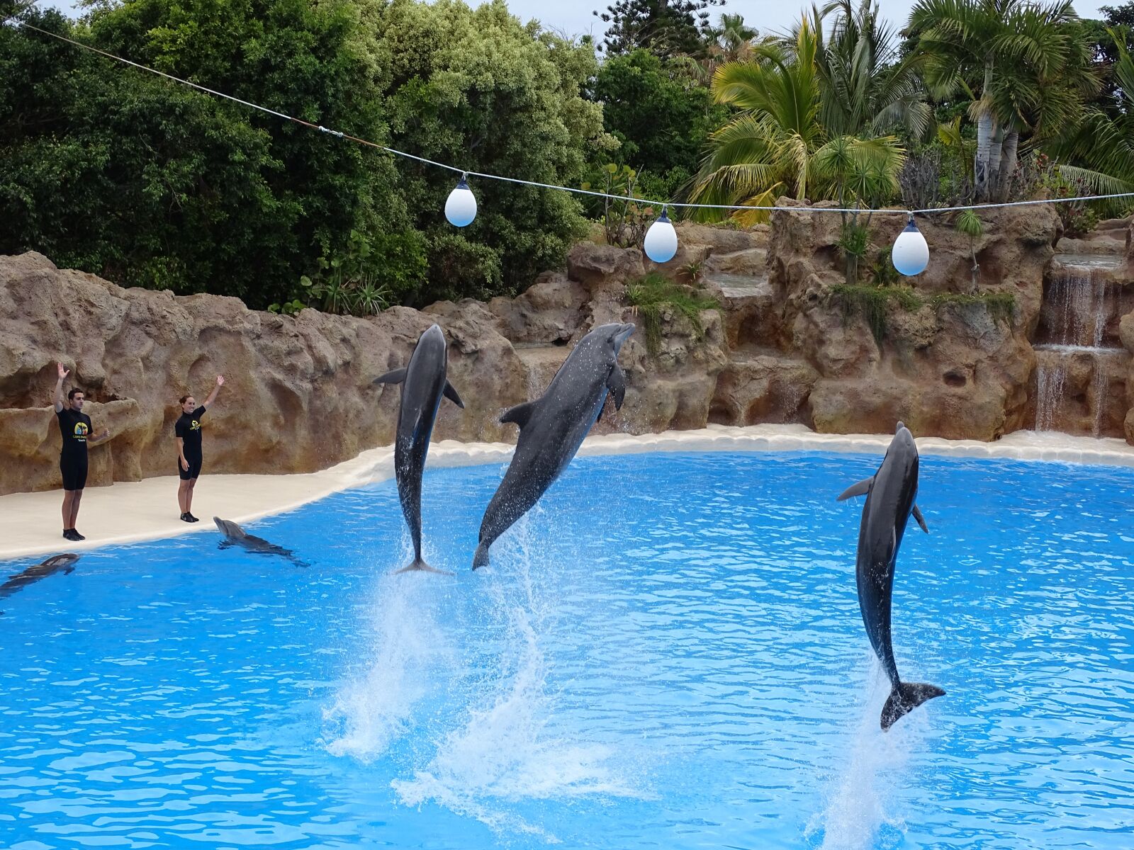 Sony Cyber-shot DSC-HX400V sample photo. Dolphins, dolphin, aquarium photography
