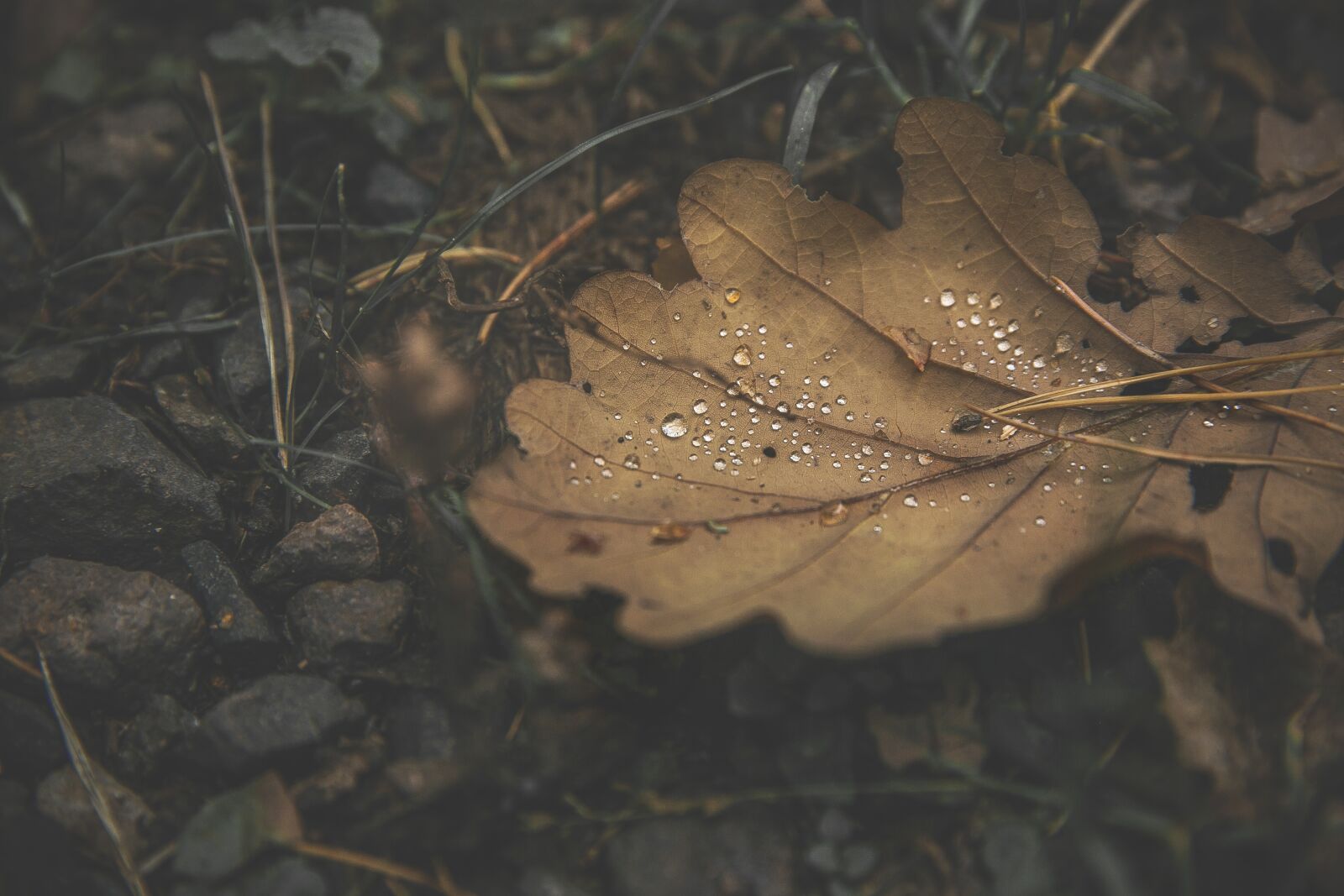 Canon EF 24-70mm F2.8L II USM sample photo. Forest, leaf, drip photography