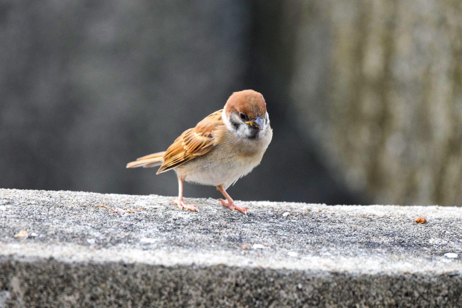 Nikon D5300 sample photo. Bird, small bird, perched photography