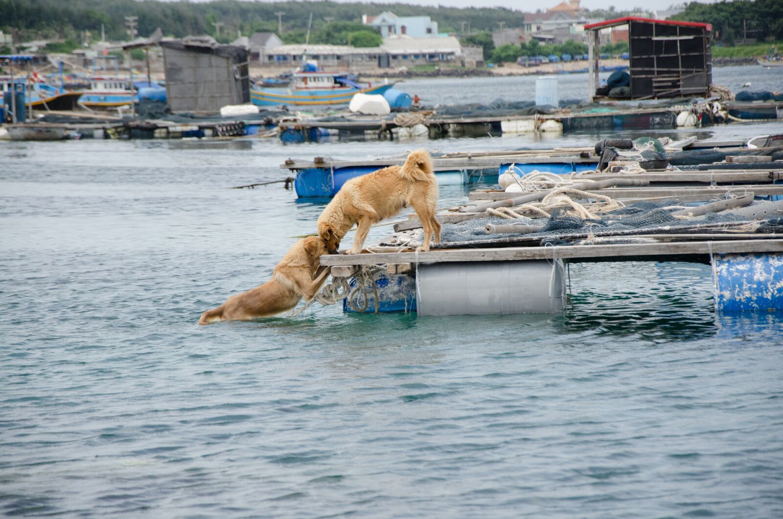 Nikon D7000 sample photo. Dog, love, kiss photography