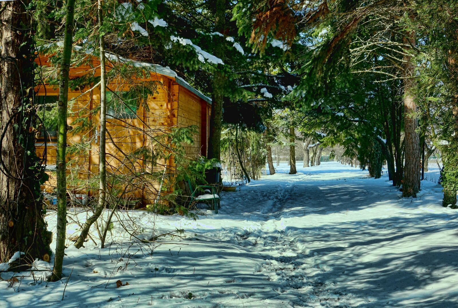 Sony Cyber-shot DSC-RX10 III sample photo. Nature, tree, wood photography
