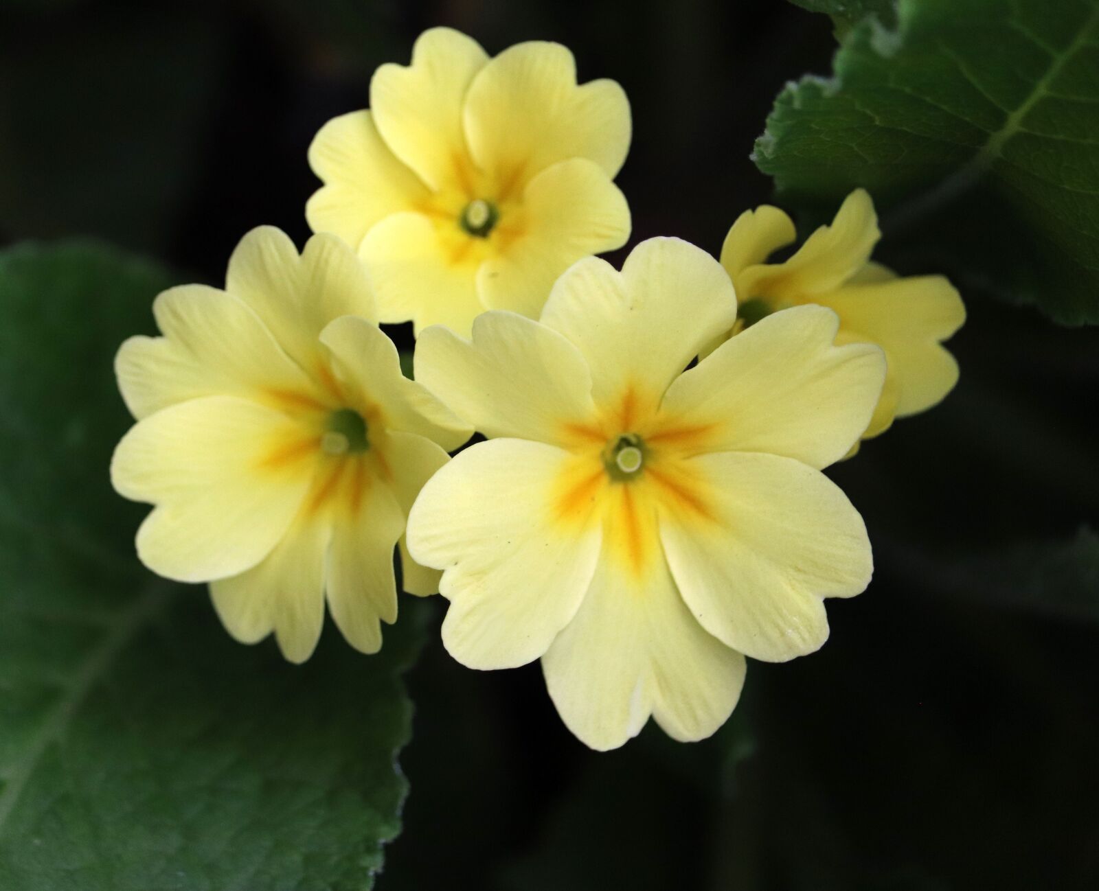 Canon EOS 800D (EOS Rebel T7i / EOS Kiss X9i) sample photo. Flowers, yellow, primrose photography