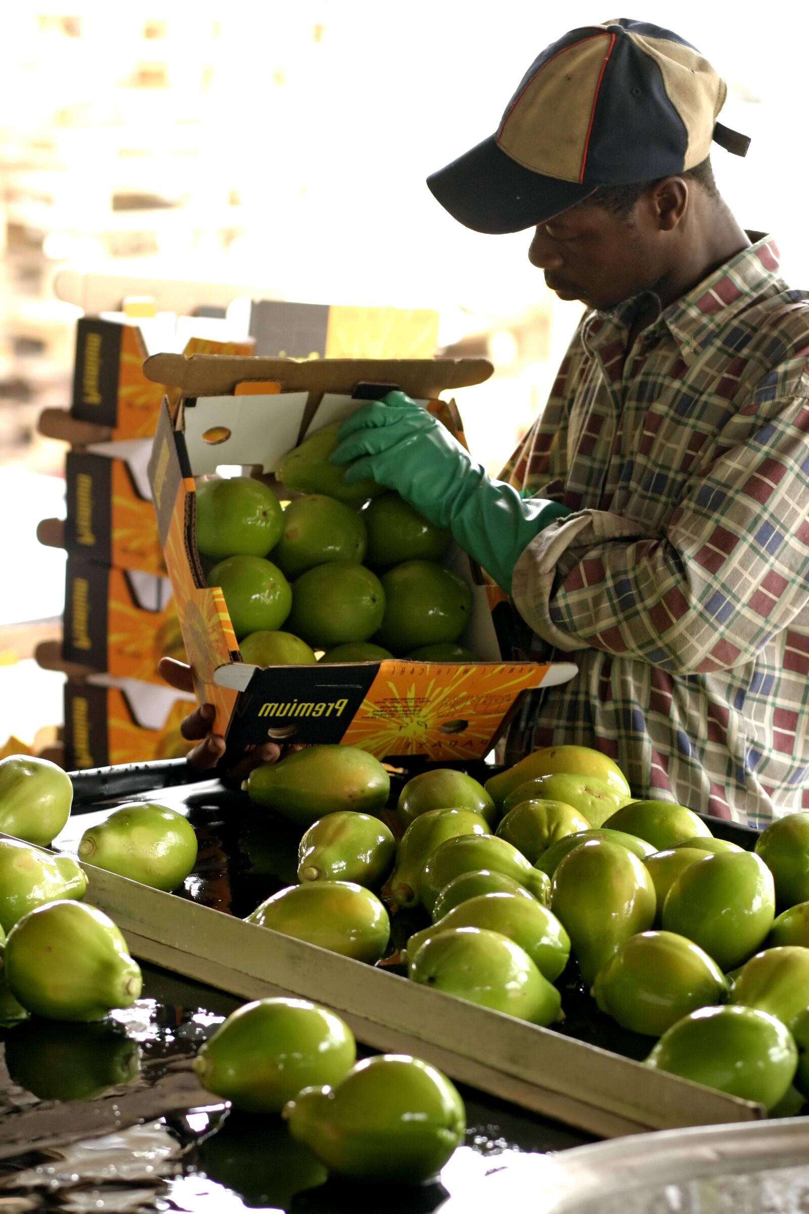 Canon EOS 10D sample photo. Worker, packing, dressed, papaya photography