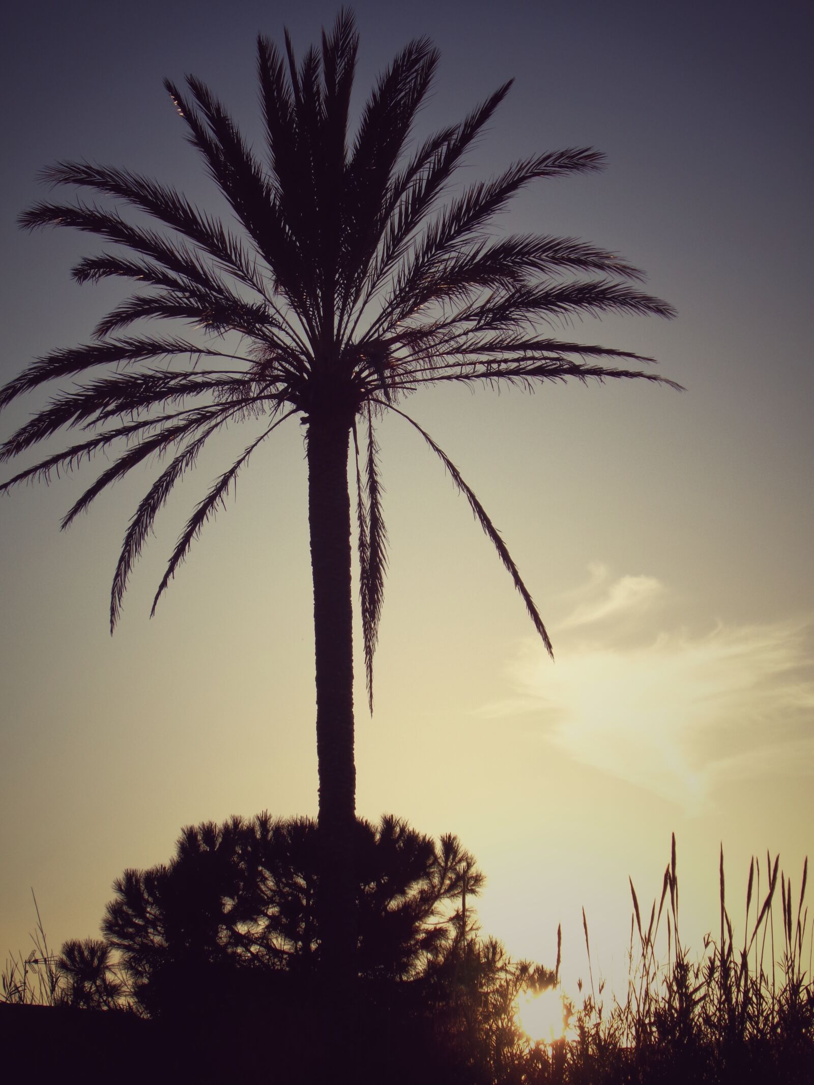 Sony Cyber-shot DSC-W830 sample photo. Palm tree, sunset, sky photography