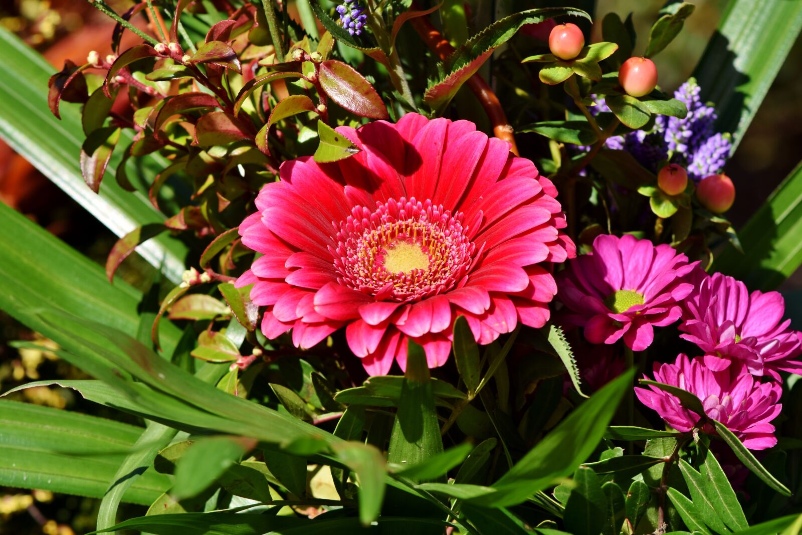 Nikon D7200 sample photo. Baberton, baberton daisies, daisy photography