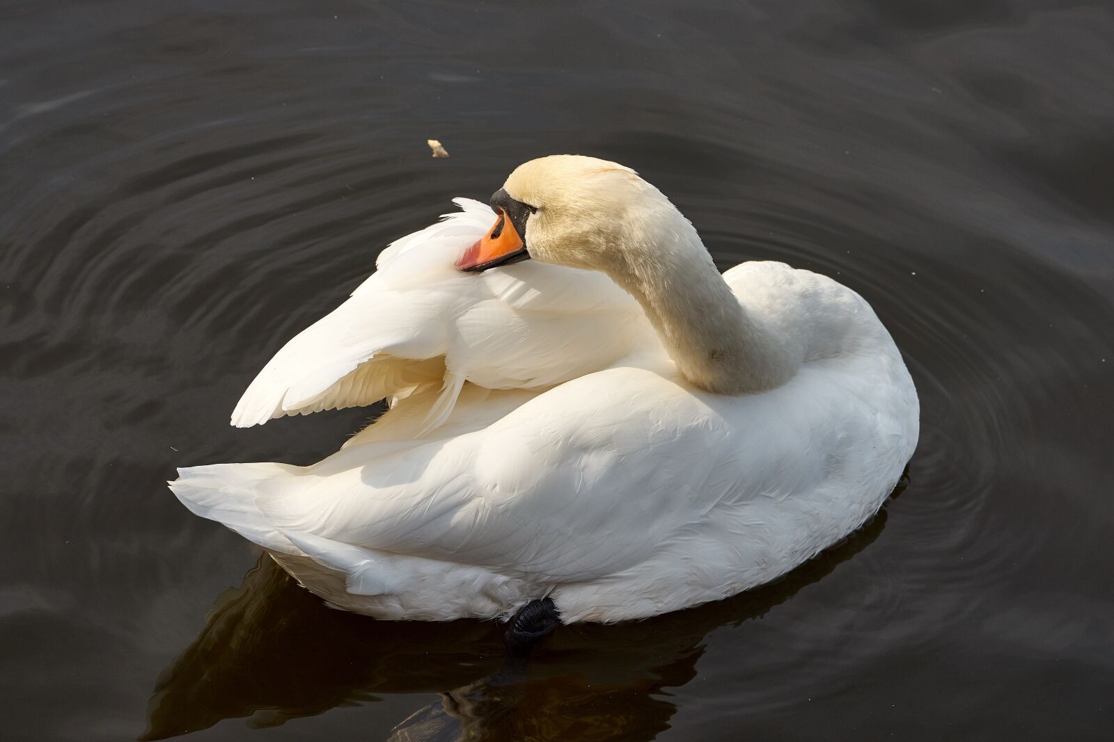 Sony FE 70-200mm F4 G OSS sample photo. Swan, water bird, bird photography