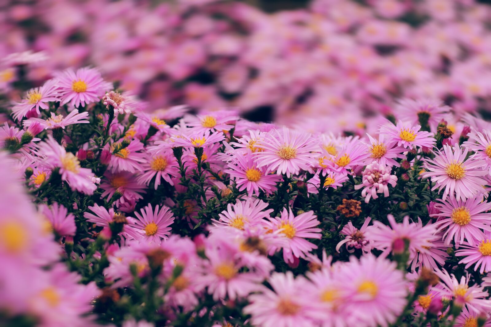 Canon EOS 1100D (EOS Rebel T3 / EOS Kiss X50) sample photo. Flowers, pink, garden photography