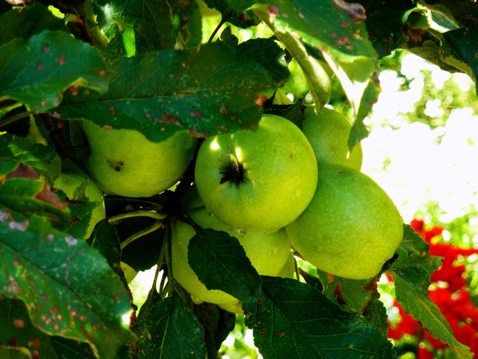 Panasonic DMC-TZ7 sample photo. Apple tree, fruit, pome photography