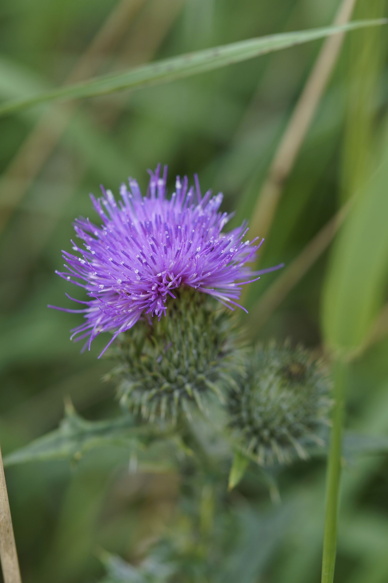 Sony SLT-A58 sample photo. Thistle, purple, violet photography