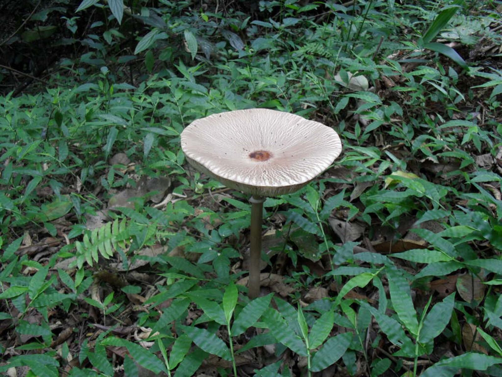 Samsung ES17 / VLUU ES17 /  SL40 /  ES19 sample photo. Mushroom, plant, vegetables photography