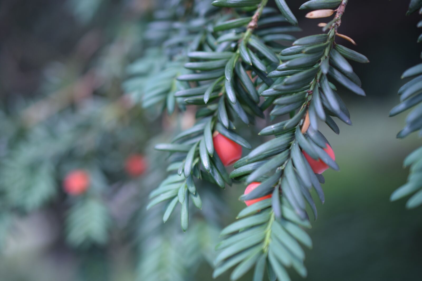 Nikon D3300 sample photo. Christmas, taxus baccata, conifer photography