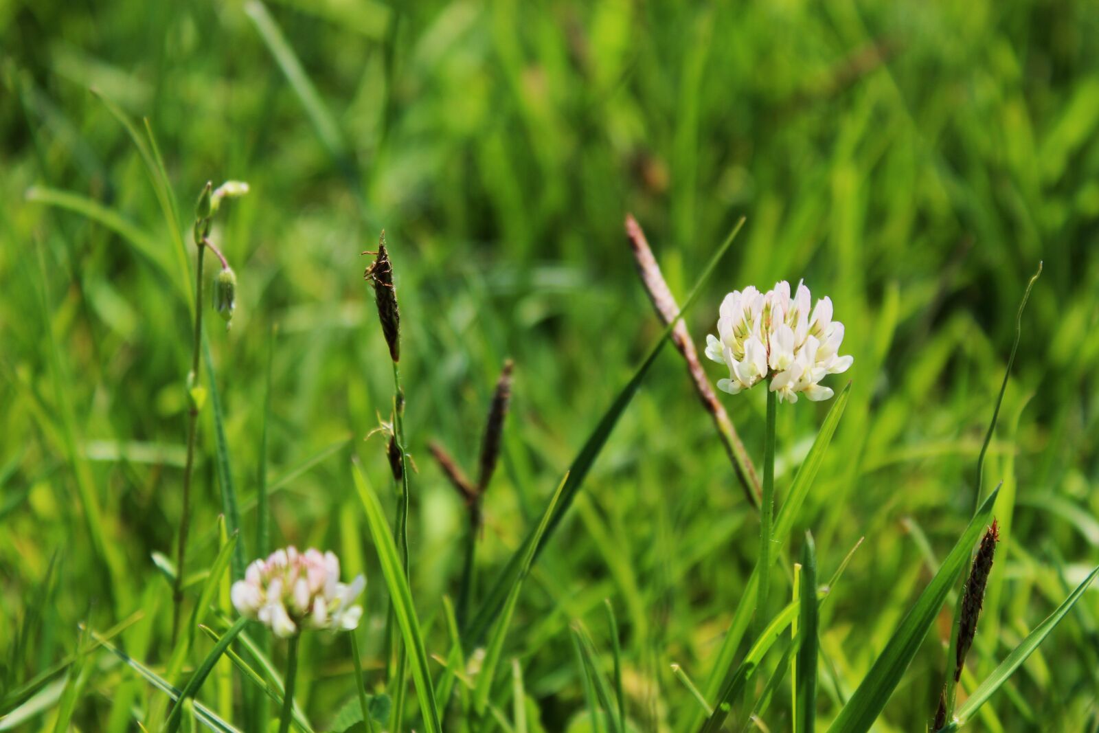Canon EOS 1300D (EOS Rebel T6 / EOS Kiss X80) sample photo. Clover, clover flower, meadow photography
